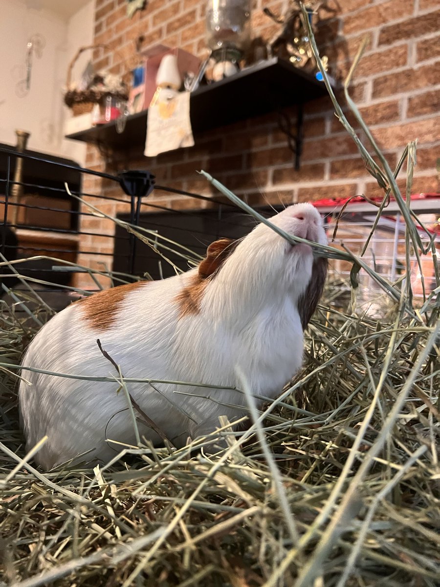morning hay eating 🌾😂 #funny #Givenchy #SaintLaurent #fridaymorning #funny #guineapigs