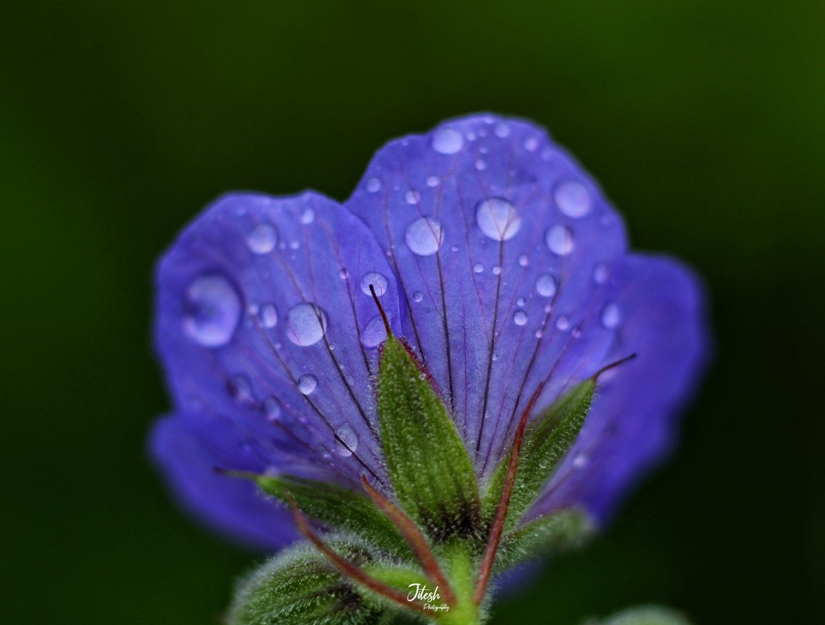 jitesh_bisht5's tweet photo. Purple Geranium๐ท๐ฟ๐
#macromood #topmacro #rawmacro #canonindia_official #rawallnature #rawflowers #valleyofflowers #chamoli #uttrakhandheaven #uttrakhand_dairies #hemkundsahib #uniqueflowers #luv4ourforests #luv4nature https://t.co/LIG2Sbvpin