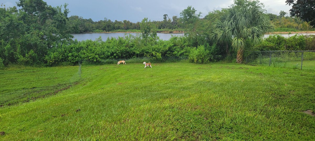 Highest my lakes ever gotten. Even with the serve slope in my backyard,  another day like yesterday and I might have been in trouble.  

(For reference,  actual tree line along lake is well over 8 feet tall)