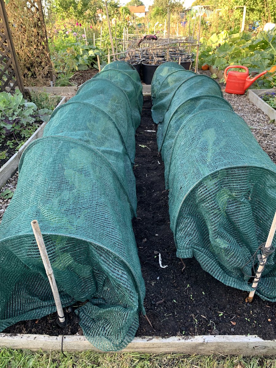 dontcropmenow's tweet photo. Popped down to the plot after work to plant #springcabbage and #kale.
#allotment #growyourown #vegetablegarden https://t.co/R9YYOJGKq1