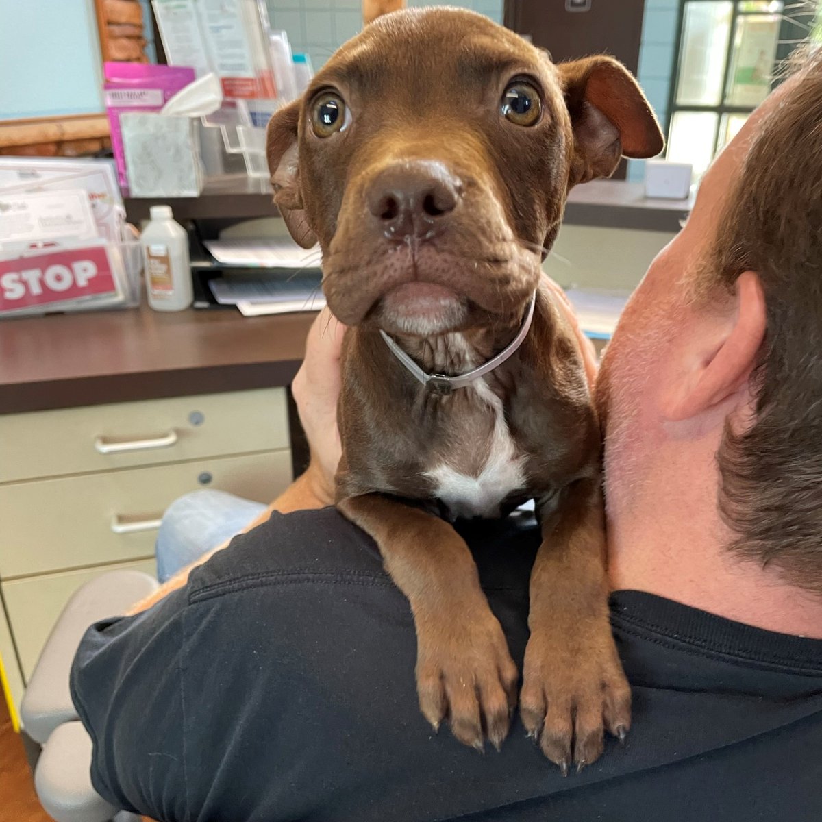 TOWELS NEEDED! We are in need of large towels at the shelter &amp; could use your help. Towels can be new or gently used, we just ask that you please wash the gently used items before donating so that our staff can use them right away! More info: tinyurl.com/TowelsNeededKHS