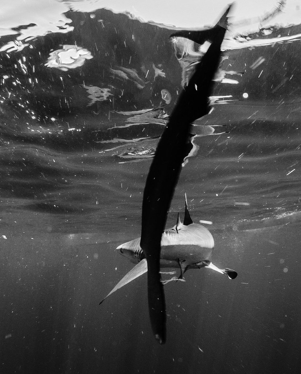 NomadaFoto's tweet photo. https://t.co/oZ6hnVwrWf