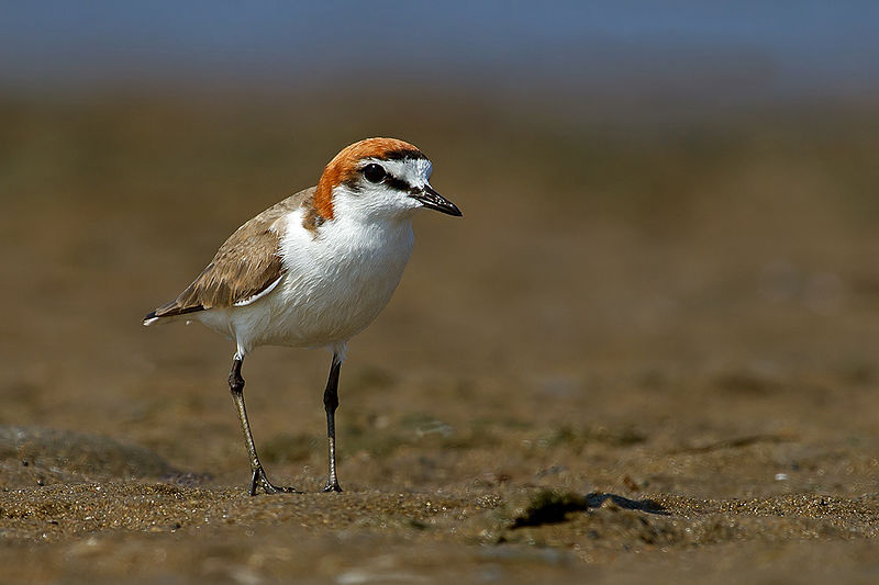 LOOKING BACK in <a href="/IBIS_journal/">BOU 👩🏻‍🏫👨🏿‍🏫🧕🏽👳🏽‍♂️ 🌈</a> 

Shorebird embryos exhibit anti-predator responses
onlinelibrary.wiley.com/doi/10.1111/ib……

<a href="/_Kristal_K/">Dr Kristal Kostoglou</a> Wouter F.D. Van Dongen, Steven J. Bowe, Michael A. Weston | #ornithology #shorebirds #waders