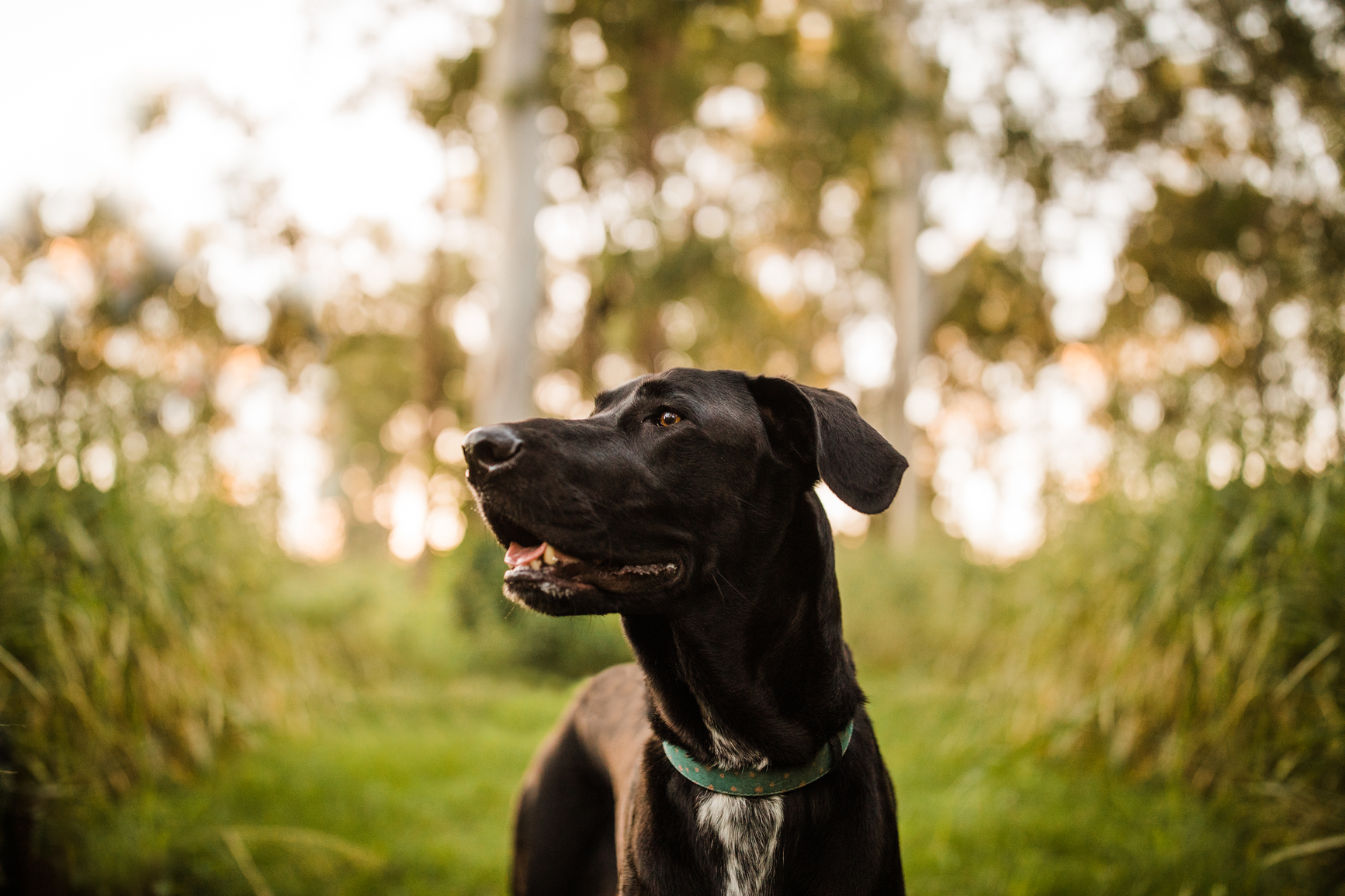 The Kennel Club on Twitter "Join us at The Kennel Club Health and