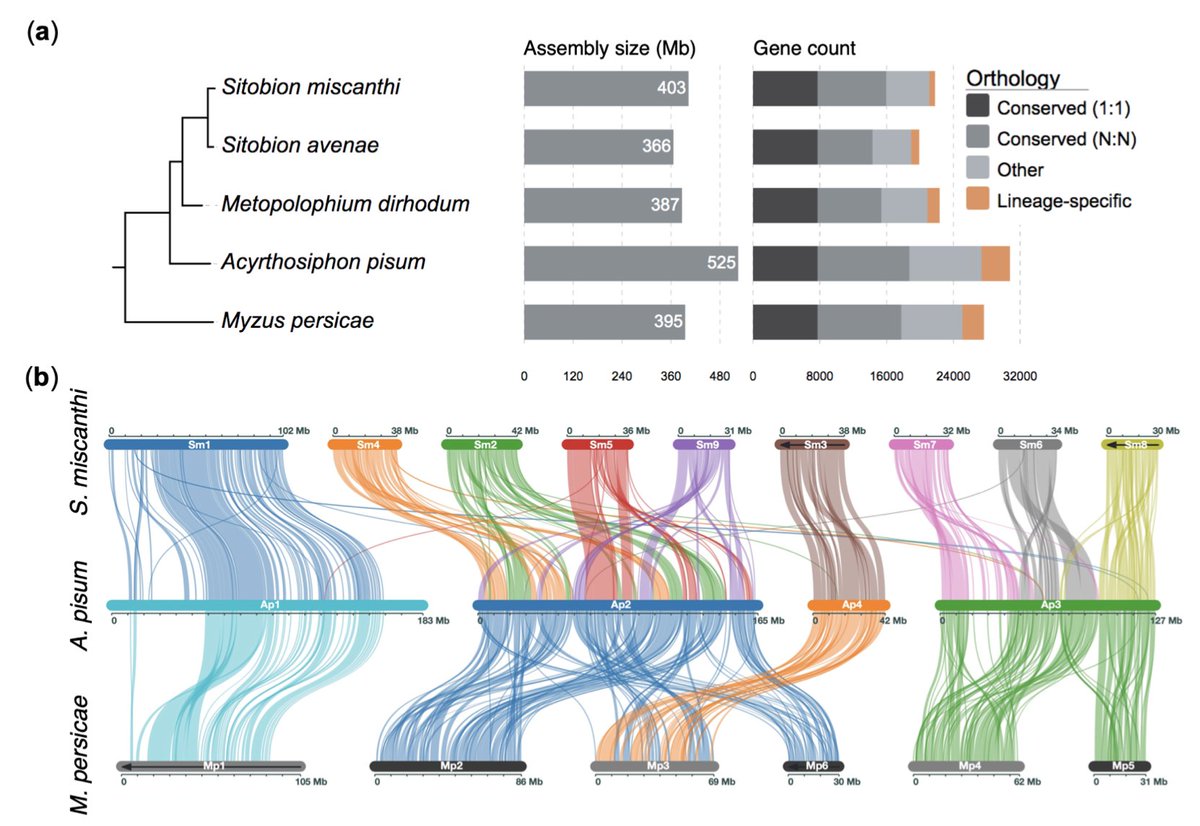 Thomas_Mathers's tweet photo. New #preprint with @SaskiaHogenhout et. al.: https://t.co/aLfLCHd82Q

We generated chromosome-scale genome assemblies of the English and Indian grain aphids (Sitobion species).

Fun detective work shows that hybridisation has been an important force in grain #aphid evolution.

🧵 https://t.co/bDKhw21x9A