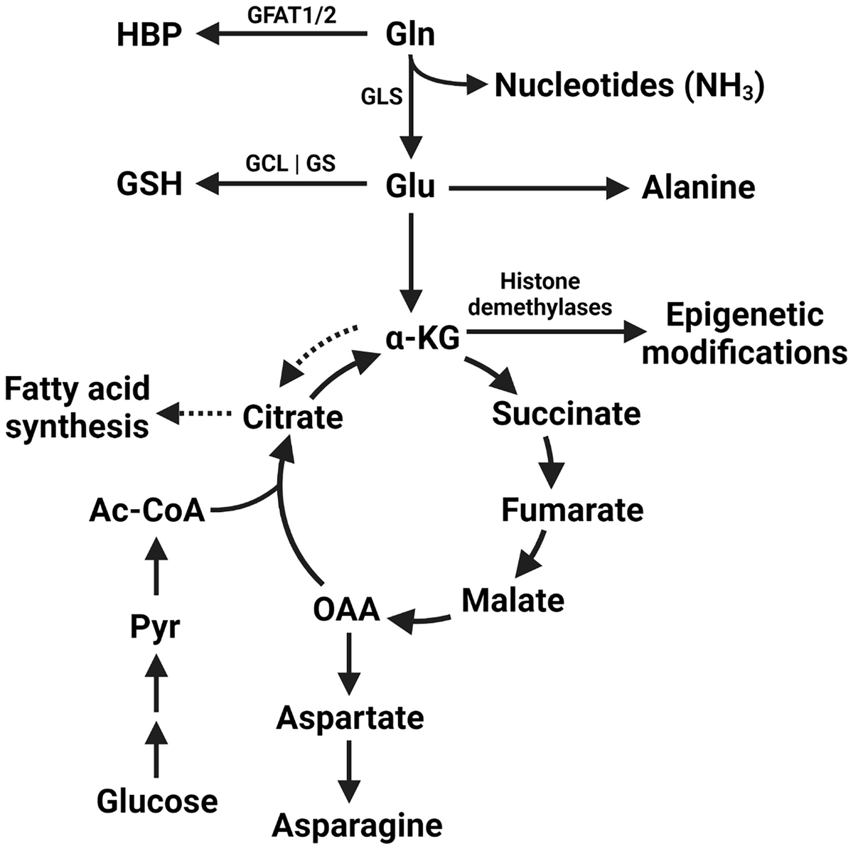 DrImranSheikh's tweet photo. Michael Claiborne et al- Differential glutamine metabolism in the tumor microenvironment – studies in diversity and heterogeneity: A mini-review #TME #Metabolism #Glutamin #Oncology Available here #OpenAccess
https://t.co/8KAyj3OElF https://t.co/TfQDt2j7xs