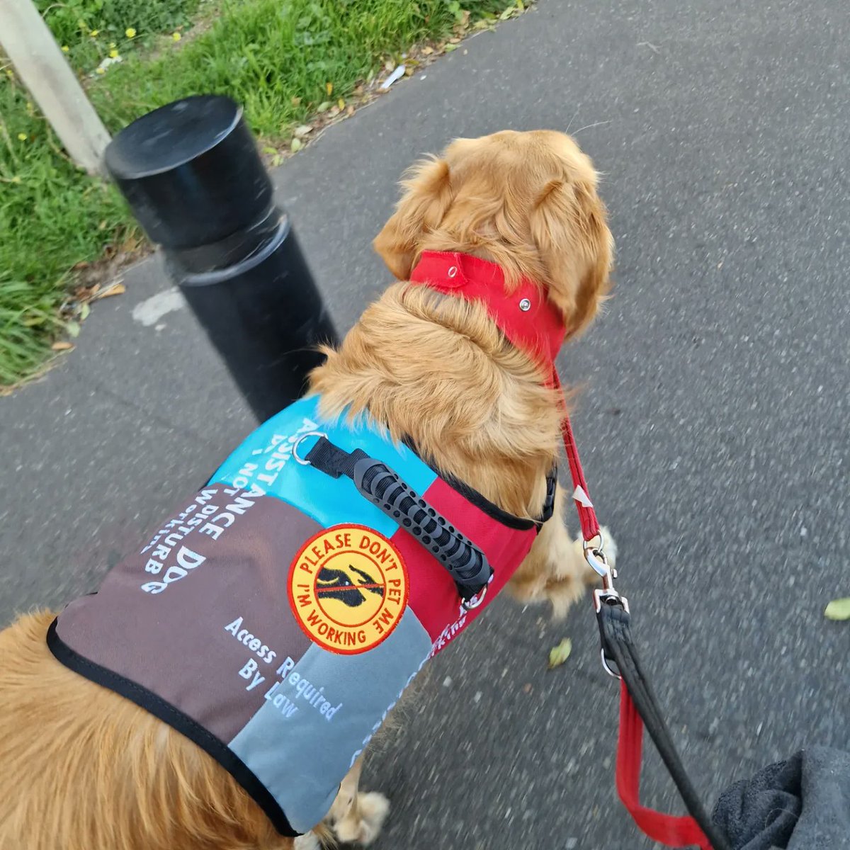 This is Chizz! 😀
He is my Assistance Dog, he preforms tasks which mitigates my disablity.
When you see him please don't touch or distract him.
Thank You

<a href="/Harlequins/">Harlequins 🃏</a> <a href="/QuinssaRugby/">Quinssa</a> <a href="/quinsfoundation/">The Harlequins Foundation</a> <a href="/harlequinspod/">Two Woods Four Quarters 🃏</a> <a href="/RugbyQuins/">#rugbyquins</a> <a href="/QuinsFOTS/">Friends Of The Stoop #COYQ 🃏</a>
If you can RT this, I would appreciate it.