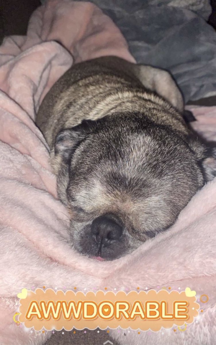 horror_flick_66's tweet photo. It’s #hugapug day!! If you’ve got a pug, give’em an extra hug today 🤗🥰 this is my old lady pug, Patches. ☺️ https://t.co/A9V658VHgL