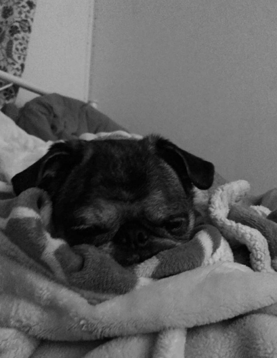 horror_flick_66's tweet photo. It’s #hugapug day!! If you’ve got a pug, give’em an extra hug today 🤗🥰 this is my old lady pug, Patches. ☺️ https://t.co/A9V658VHgL