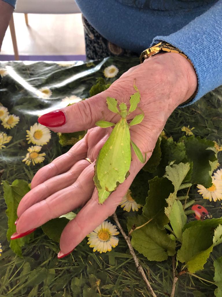 SenNoisyleGrand's tweet photo. Une rencontre extraordinaire au @SenNoisyleGrand avec les #phasmes - un ordre d'insectes néoptères dont la forme caractéristique peut faire penser à une branche, à une feuille, à une tige épineuse ou encore à une écorce qui peut se mouvoir. https://t.co/vKNd3a4CUO