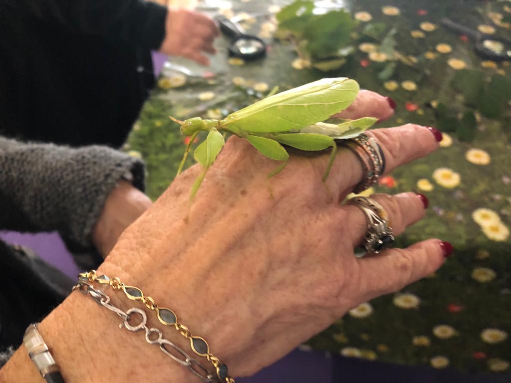 SenNoisyleGrand's tweet photo. Une rencontre extraordinaire au @SenNoisyleGrand avec les #phasmes - un ordre d'insectes néoptères dont la forme caractéristique peut faire penser à une branche, à une feuille, à une tige épineuse ou encore à une écorce qui peut se mouvoir. https://t.co/vKNd3a4CUO