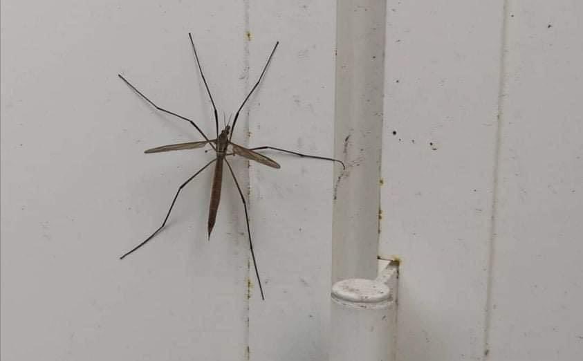 Hola soy típula,NO un mosquito.
Me matas sin que yo sea un peligro para nadie, al contrario, soy una ayuda. No chupo sangre, pero me alimento del néctar de las flores ayudando a polinizarlas. Ahora que me conoces, por favor no me mates, si por error entro a tu casa, acompáñame 👇🏼