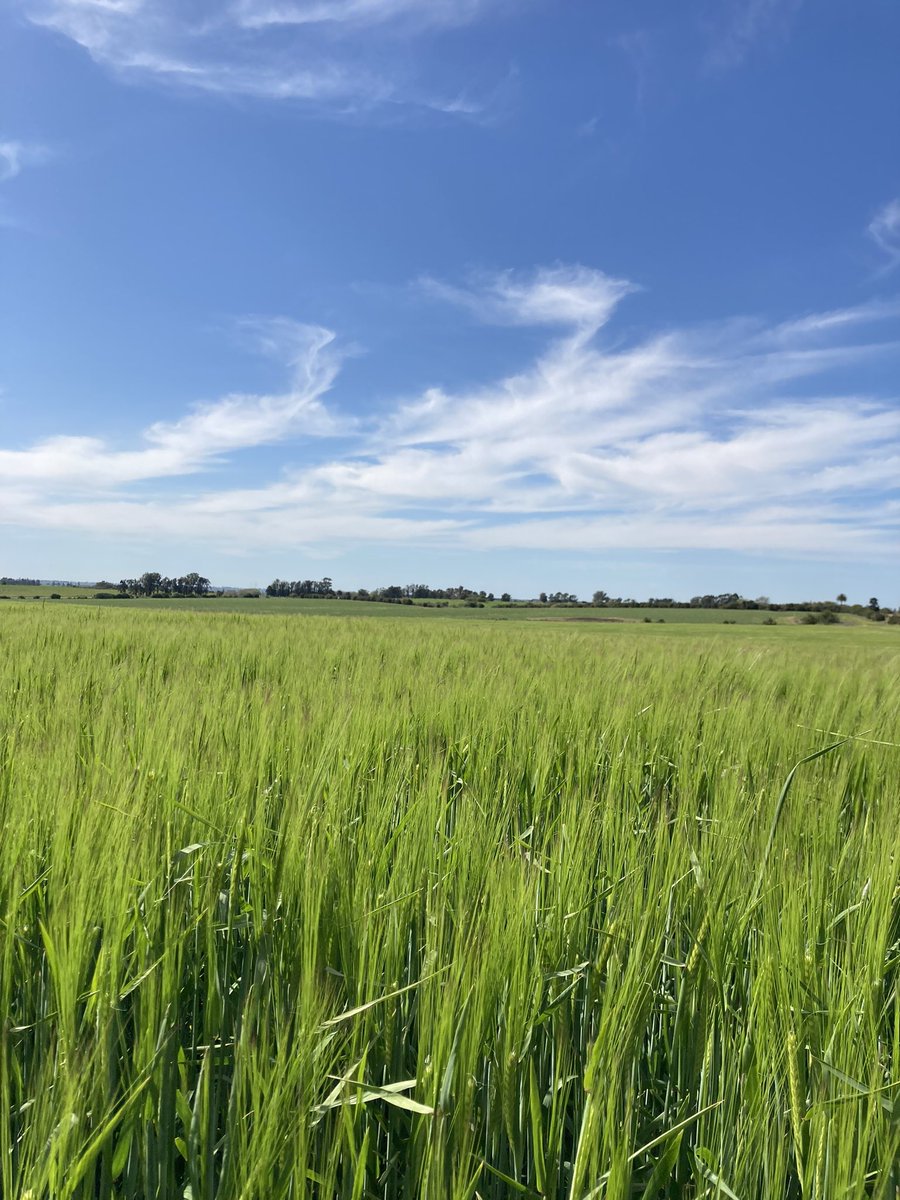 Día de recorridas con <a href="/GyEsemillas/">Greising y Elizarzú</a> evaluando el estado de los semilleros de <a href="/maltoriental/">Maltería Oriental SA</a> 

<a href="/Sebas_spa/">Sebastian Spagnolli</a> <a href="/vladbent/">Vladimir Bentancor</a>