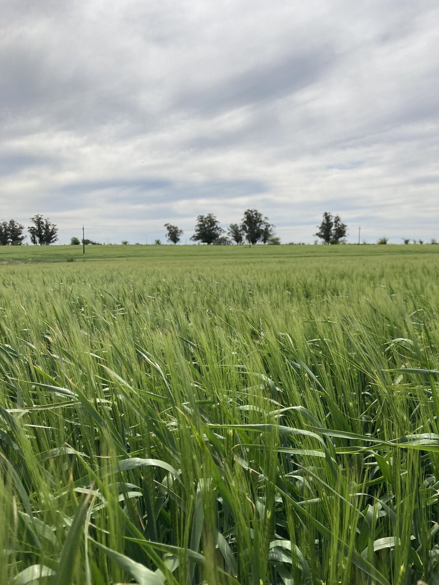 Maltería Oriental SA tweet media