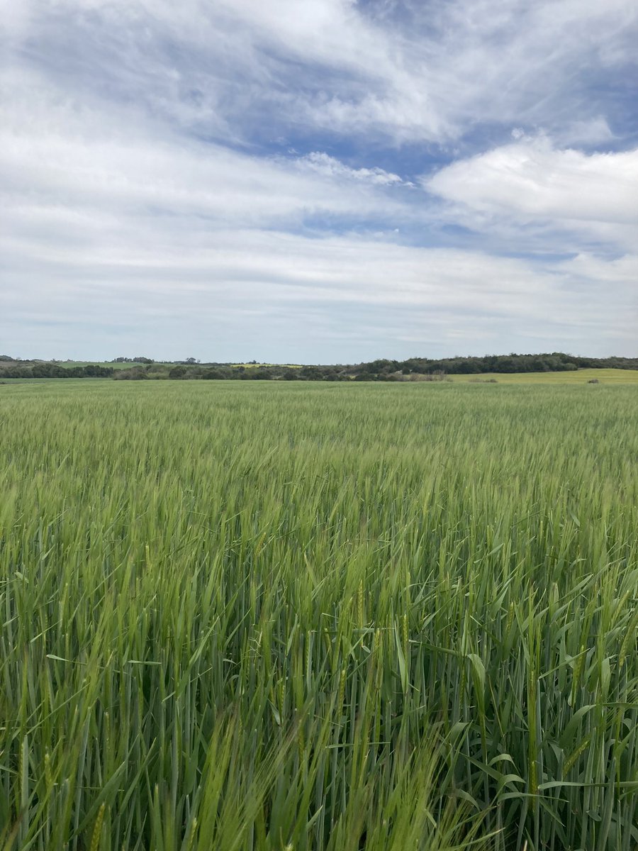 Maltería Oriental SA tweet media