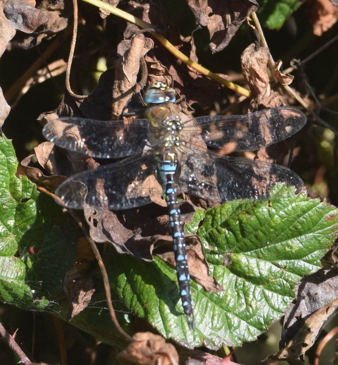 North Cave Wetlands (@northcavewet) on Twitter photo Still a few Migrant hawkers about, this individual was on the North hedge <a href="/BDSYorkshire/">York. Dragonfly Grp.</a> Still a few Migrant hawkers about, this individual was on the North hedge <a href="/BDSYorkshire/">York. Dragonfly Grp.</a>