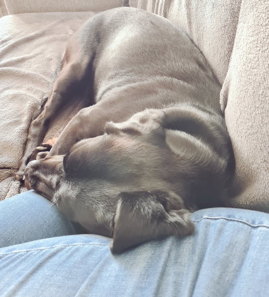 sdaythomson's tweet photo. 3/2 (?) Thank you all for your support, it means the world to me! 🤗 I have my fav Ben &amp; Jerry's (Chunky Monkey since you asked) and feel much fortified and prepared to jump back in the fray! Tomorrow. For tonight ice cream and puppy cuddles #dogsofdigitalpreservation https://t.co/uYH03M9Cbn
