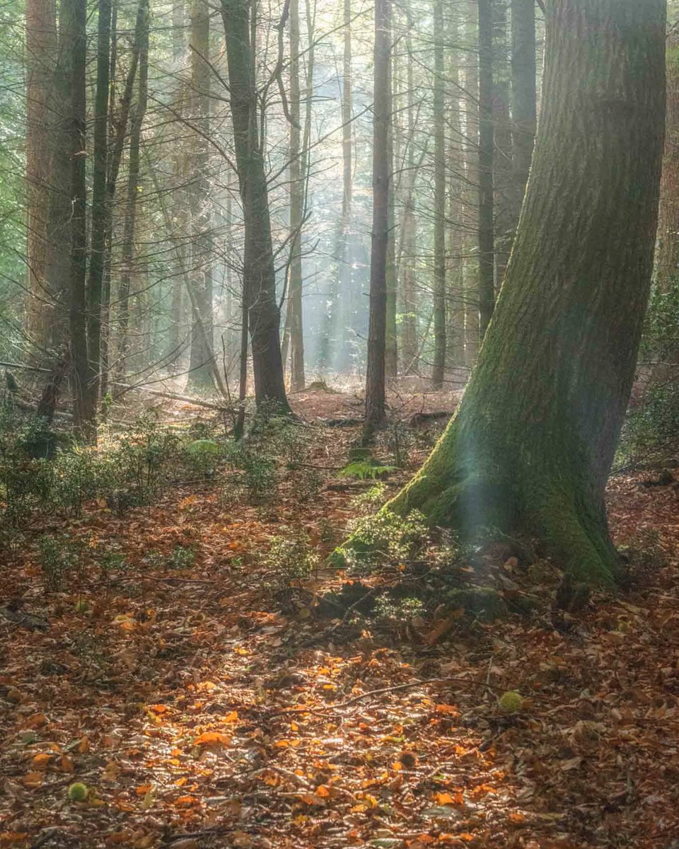 BeachBramble's tweet photo. Fresh autumnal mornings..
#newforest #trees #nature #autumn #raw_trees #foggy #misty #weather #stormhour https://t.co/Auz8kuUemv