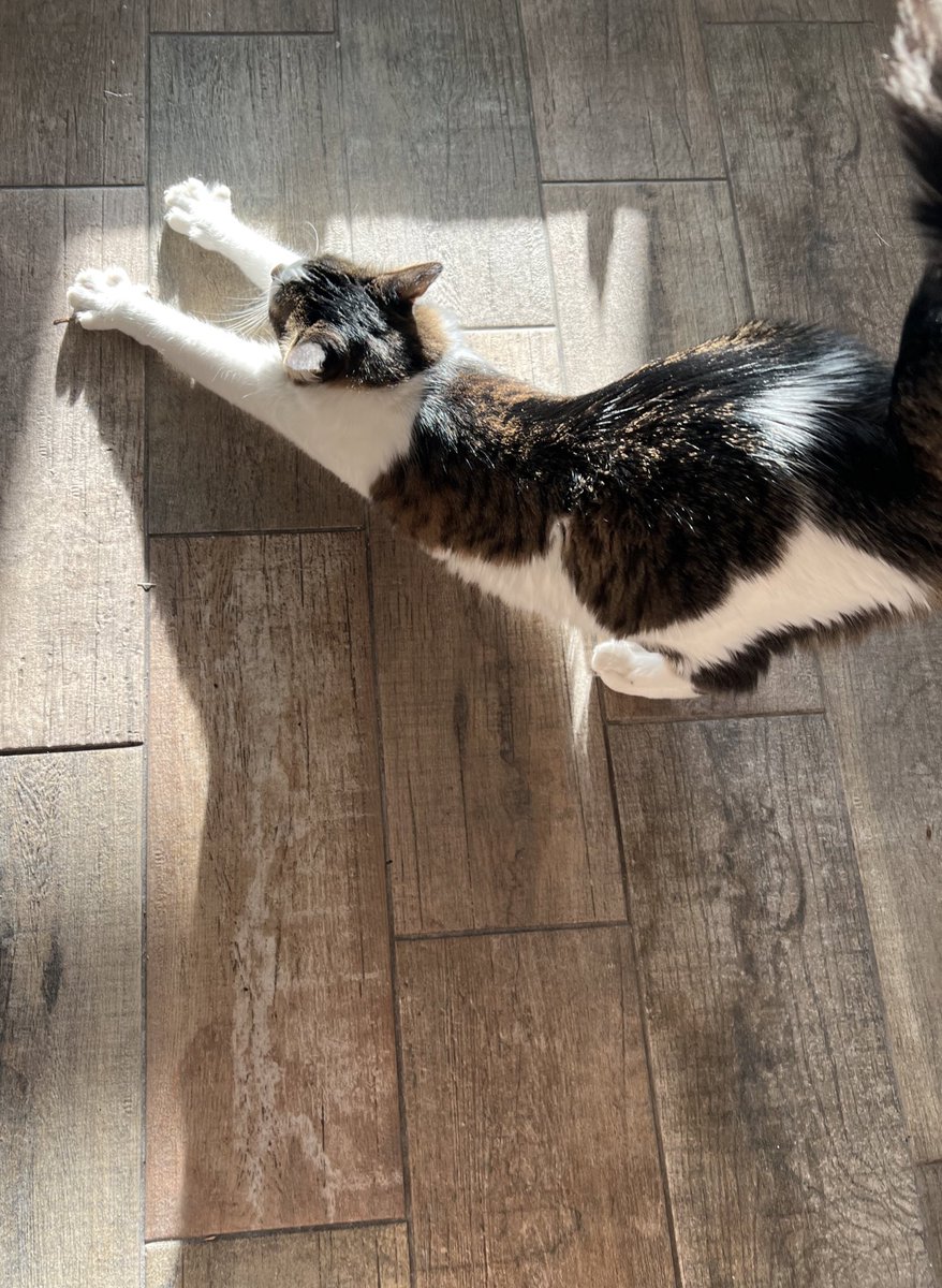 catnamedham's tweet photo. Morning stretchies https://t.co/yO0TRvuiZ0