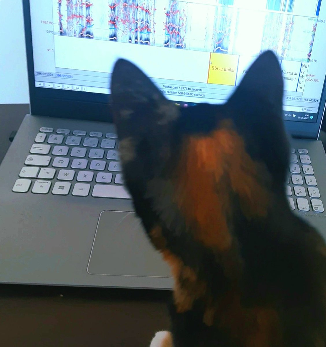 melanie_lancien's tweet photo. Little Tala is helping with the analysis of Berber languages' acoustic features
#CatsofTwittter
#Phonetics
#ArabicLanguages https://t.co/xYv9ZEGBYe