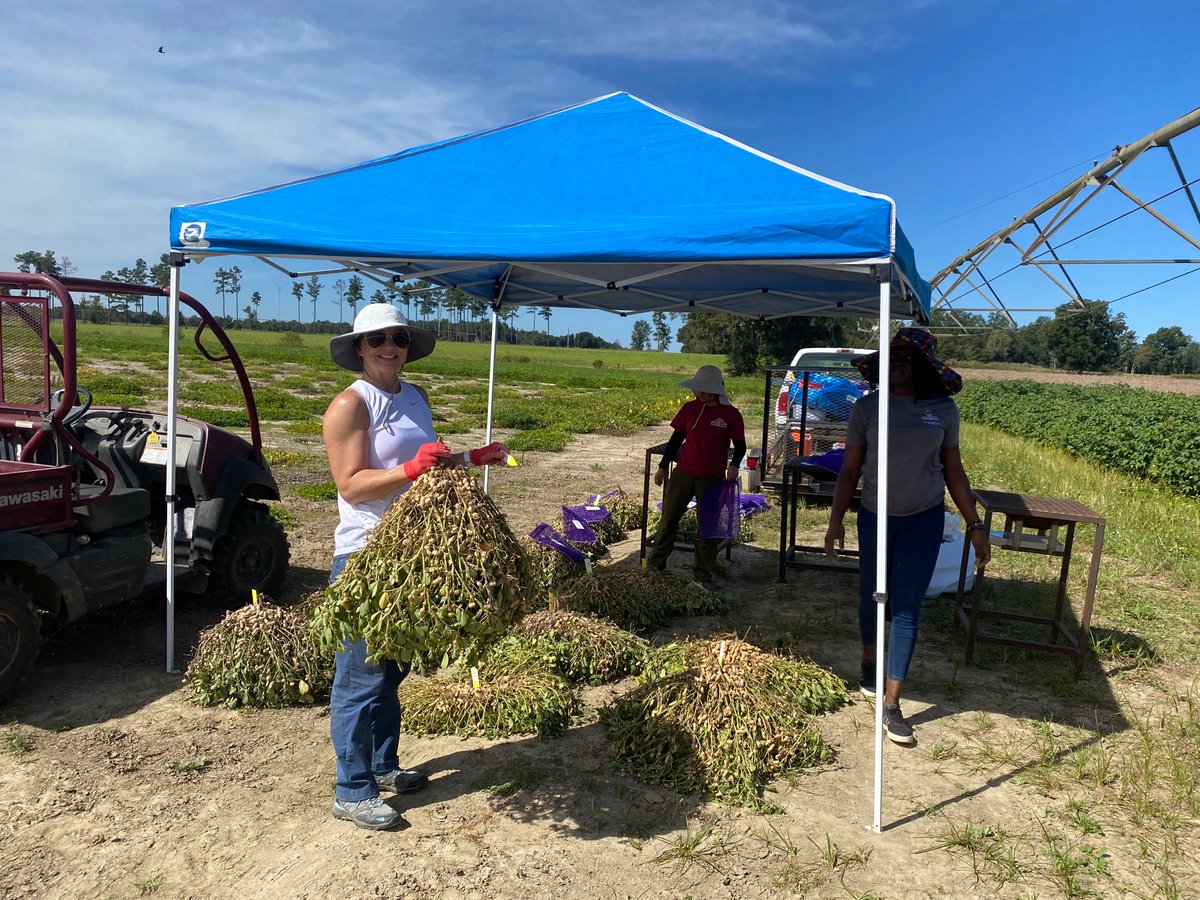 David Bertioli tweet media