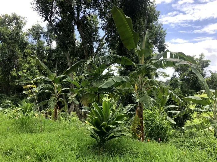 UH GEO Cooperating Graduate Faculty Dr. Leah Bremer (<a href="/uheronews/">UHERO</a> and <a href="/hawaiiwrrc/">Water Resources Research Center UH Mānoa</a>) and her UHM partners will be presenting, "Supporting community-based agroforestry restoration in a changing climate" next Tuesday, Oct. 4 from 12-1pm in HIG 210 and via Zoom, pi-casc.soest.hawaii.edu/news/slice-of-….