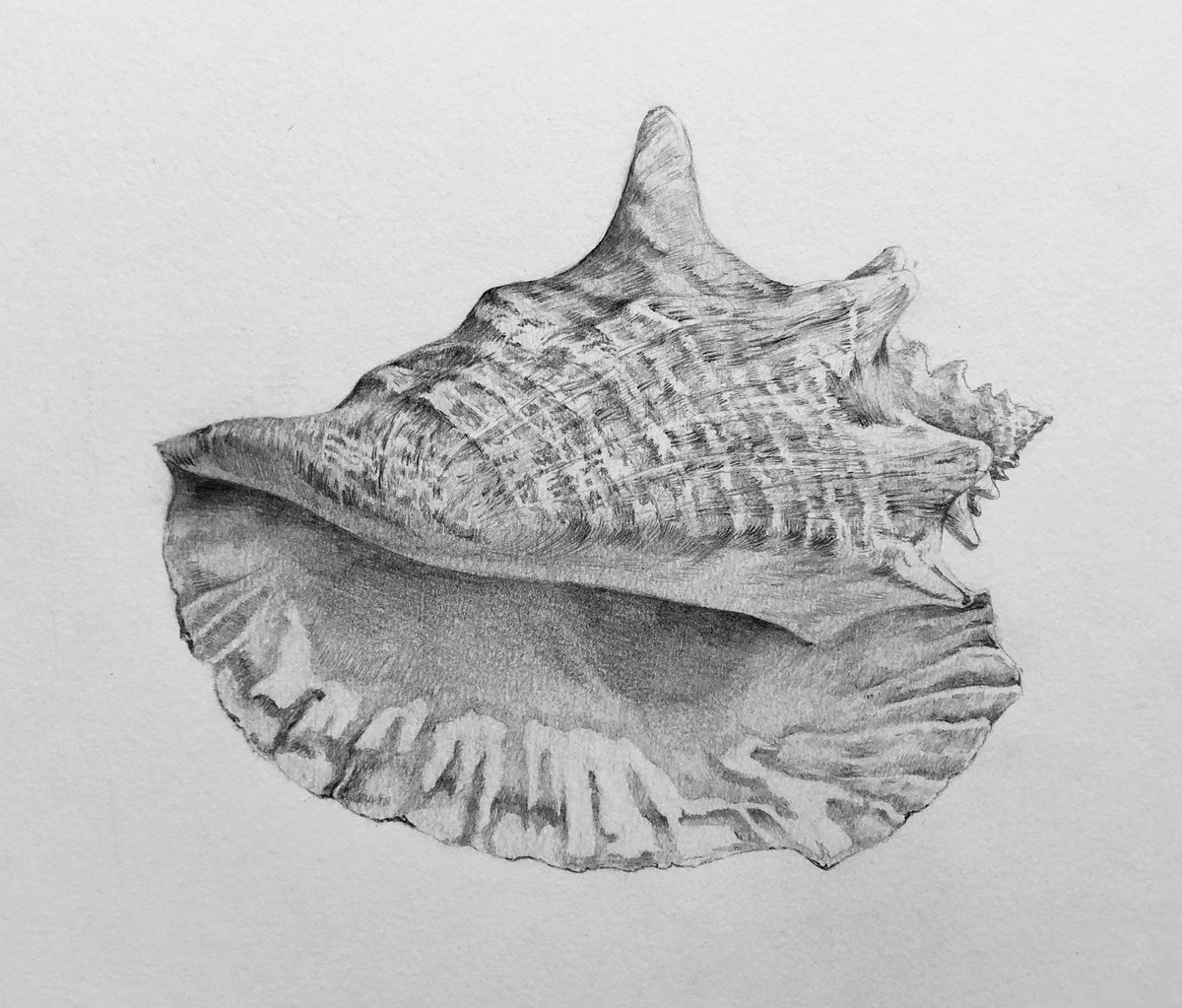 pencildrawing57's tweet photo. pencil drawing #pencildrawing  drawing #drawing pencil art #pencilart art #art artwork #artwork miniature #miniature shell #shell 鉛筆画 #鉛筆画 https://t.co/GARZFxwJDX