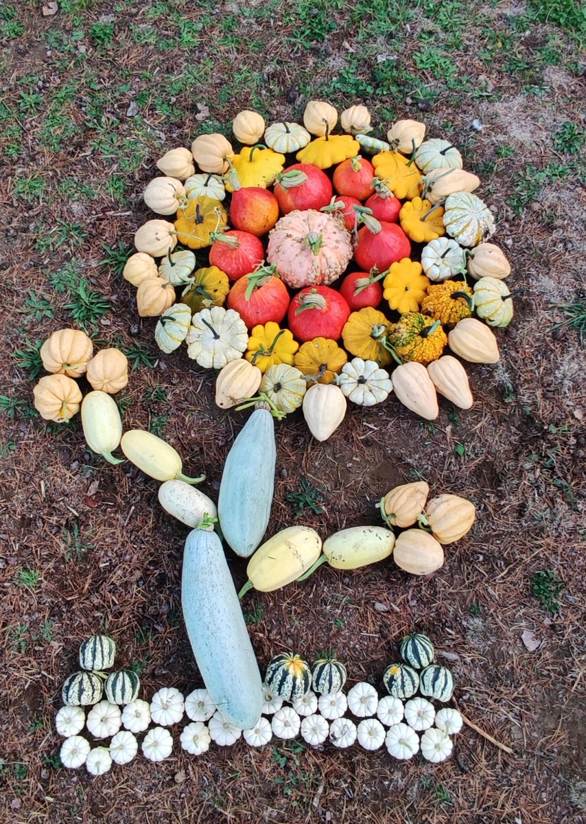 microferme's tweet photo. Première récolte de courges #Permaculture #courges #jardin #garden #pumpkin #fleur #Flowers https://t.co/smnMekBioO