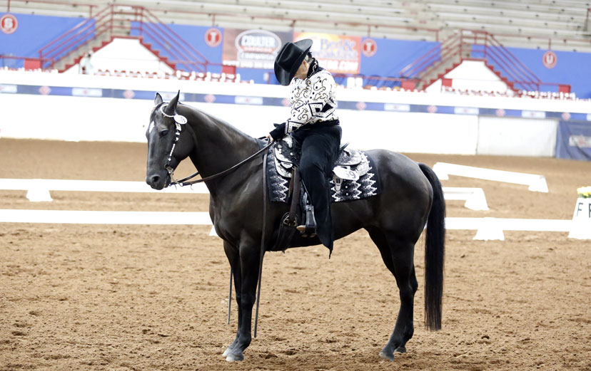 We salute our #wdaaworldshow exhibitors! Best of luck to everyone showing today! And for those who aren't, follow along on the livestream: totalhorsechannel.com!