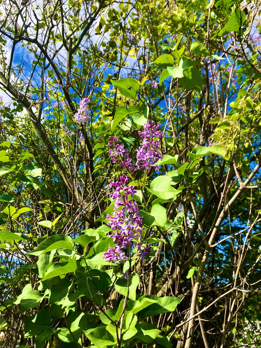 Nothing like the combo of a crisp fall day AND the smell of lilacs for a mental boost. Can someone please explain this to me, though? I’ve never heard of other lilacs blooming again in the fall.