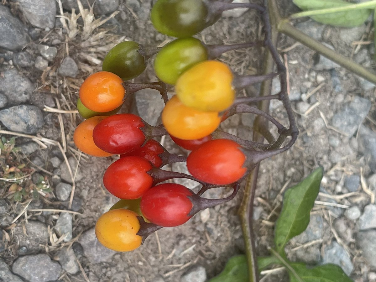 Kestrel_Rose's tweet photo. Solanum dulcamara Bittersweet #Nightshade ☠️ This #plant is a cousin of tomatoes🍅&amp;potatoes🥔 but is #NOTedible! It is #poisonous ☠️&amp;will make you feel very 🤮. Interestingly I found out today the juice from the leaves&amp;stem can help (USED PROPERLY) ringworm&amp;eczema. #Nature https://t.co/n7BFMbncS6