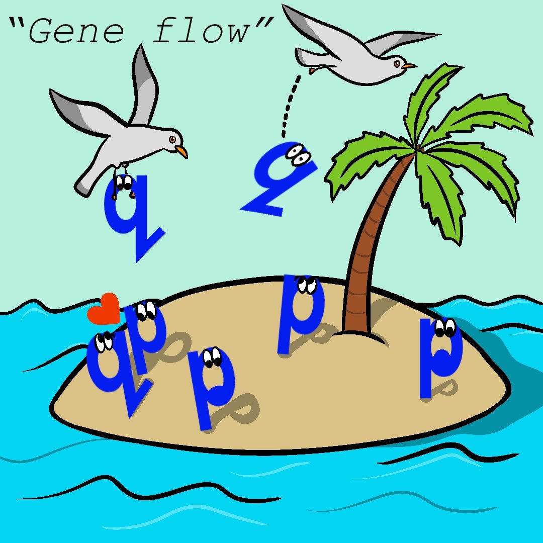 TillySScott's tweet image. I spent today demonstrating on a great microevolution course by @Piertney for UoA undergraduate students. Here&apos;s a speed sketch of &quot;gene flow and the Hardy-Weinberg equation&quot;

#biology #evolution #geneflow #sciencecommunication