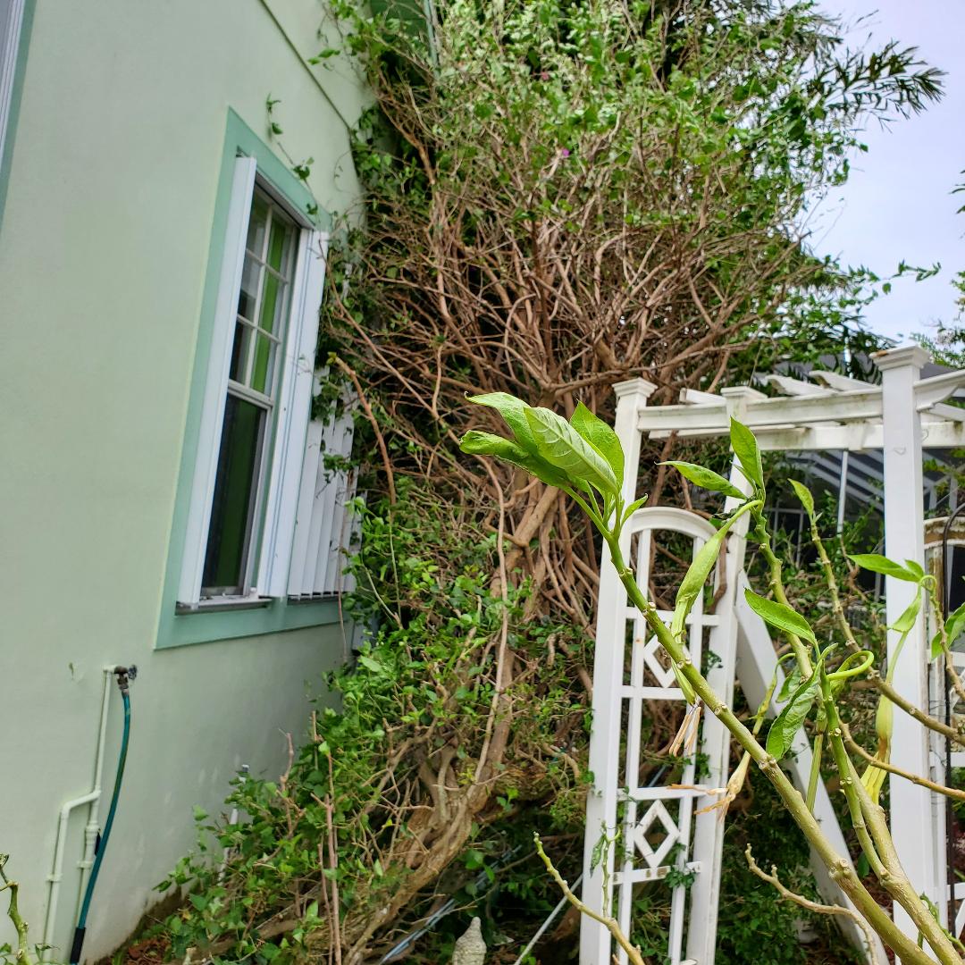 Hurricane Ian's track across Apollo Beach (on Tampa Bay's south shore) tore our massive bougainvillea off its arbor. Otherwise, no damage. Didn't lose electricity. Our accordion hurricane shutters worked great against the 80 mph gusts.
#hurricaneian #apollobeach #tampabay