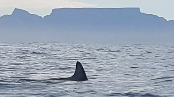 TravelLAT's tweet image. Spotted this fin today, at the furthest point on the map from Melkbosstrand, please can someone assist to identify the specie? @2OceansAquarium @MPAsSA1 @seasearchafrica #oceankayakliezl #marineconservation #oceanconservation