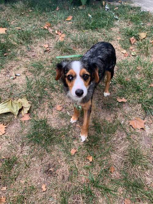 Meet Esma! She’s a mini Aussie/ sheltie mix and she’s looking for someone to keep her active. She is loving, affectionate and very well mannered. Her breed requires adequate exercise and enrichment. 

3 YO, 16 LBS, B U S Y  🐝

Find out more about her: needypaws.org/animals/detail…