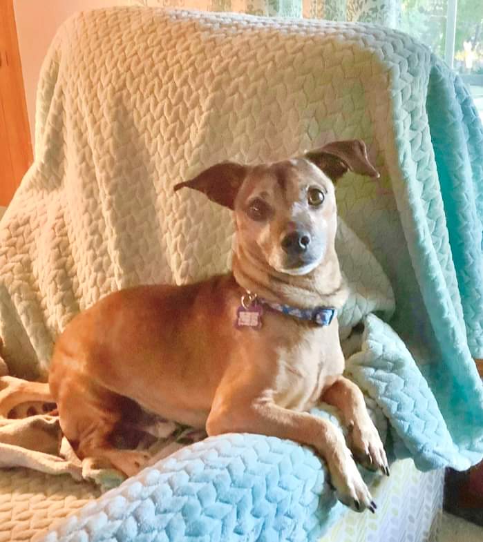 Ragazzio is a gentleman who loves to play with his foster friends. He is a little cautious with new people but once he gets to know you, he loves to be right next to you.  needypaws.org/animals/detail…
 #needypawsstl #adoptdontshop #rescuedismyfavoritebreed #snugglepup #snuggletime