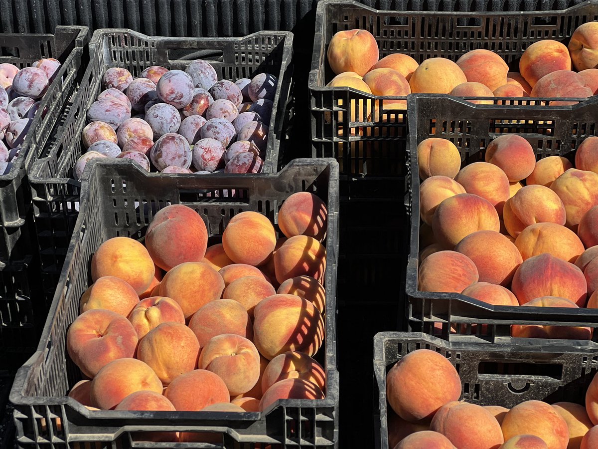 TUSDFarm's tweet photo. Last of the fruit harvest this year!  The peaches and pluots were sent off to two school sites for meals. https://t.co/EMKFkh3B72