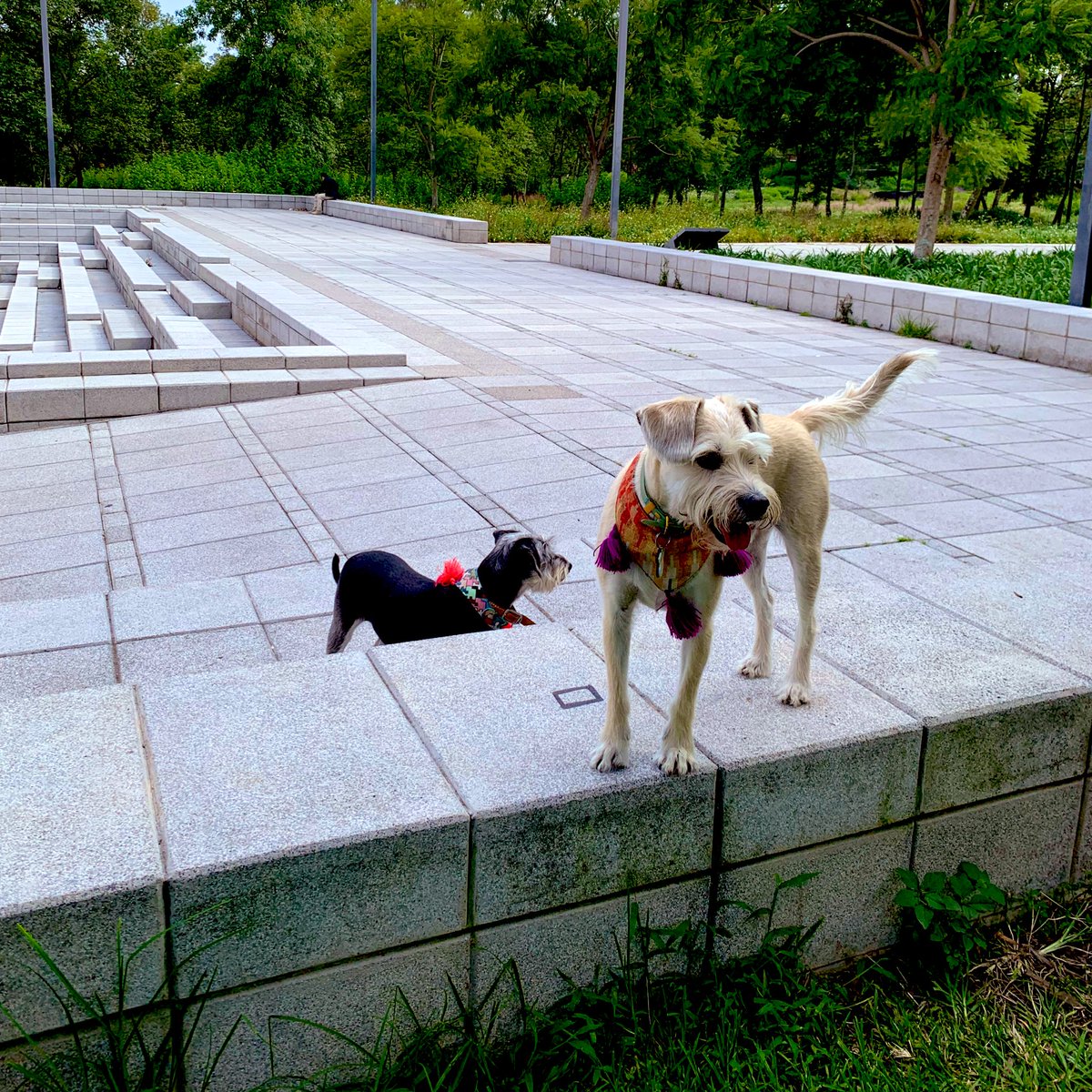 MissCuac's tweet photo. Happy Thursday with these 2 🐾 #DogsOnTwitter #AdoptaNoCompres #perritoschilangos #doggy #cutedogs #libresycontentos #BetterTogether #bosquedechapultepec #CDMX https://t.co/jARTTpFgpQ