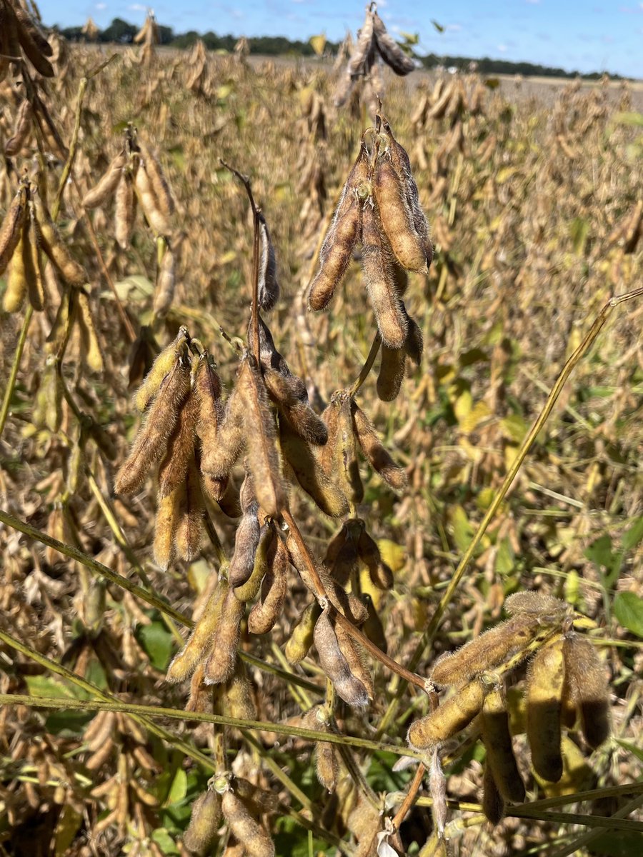Channel_KY_SIN's tweet image. 🚨4-bean pod alert🚨 4523RXF’s showing off plenty of four bean pods on the upper nodes as harvest nears!Excited to see this #Classof2023 product hit the weigh wagon soon!
@RRXtend @ChannelSeed #BayerUp