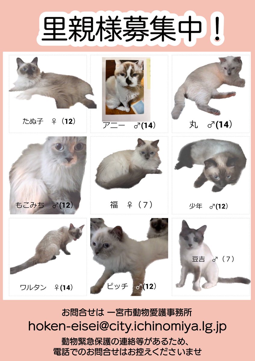 子供の病気除け 招き猫 赤色猫右手上げ5号•御守りに! 格安