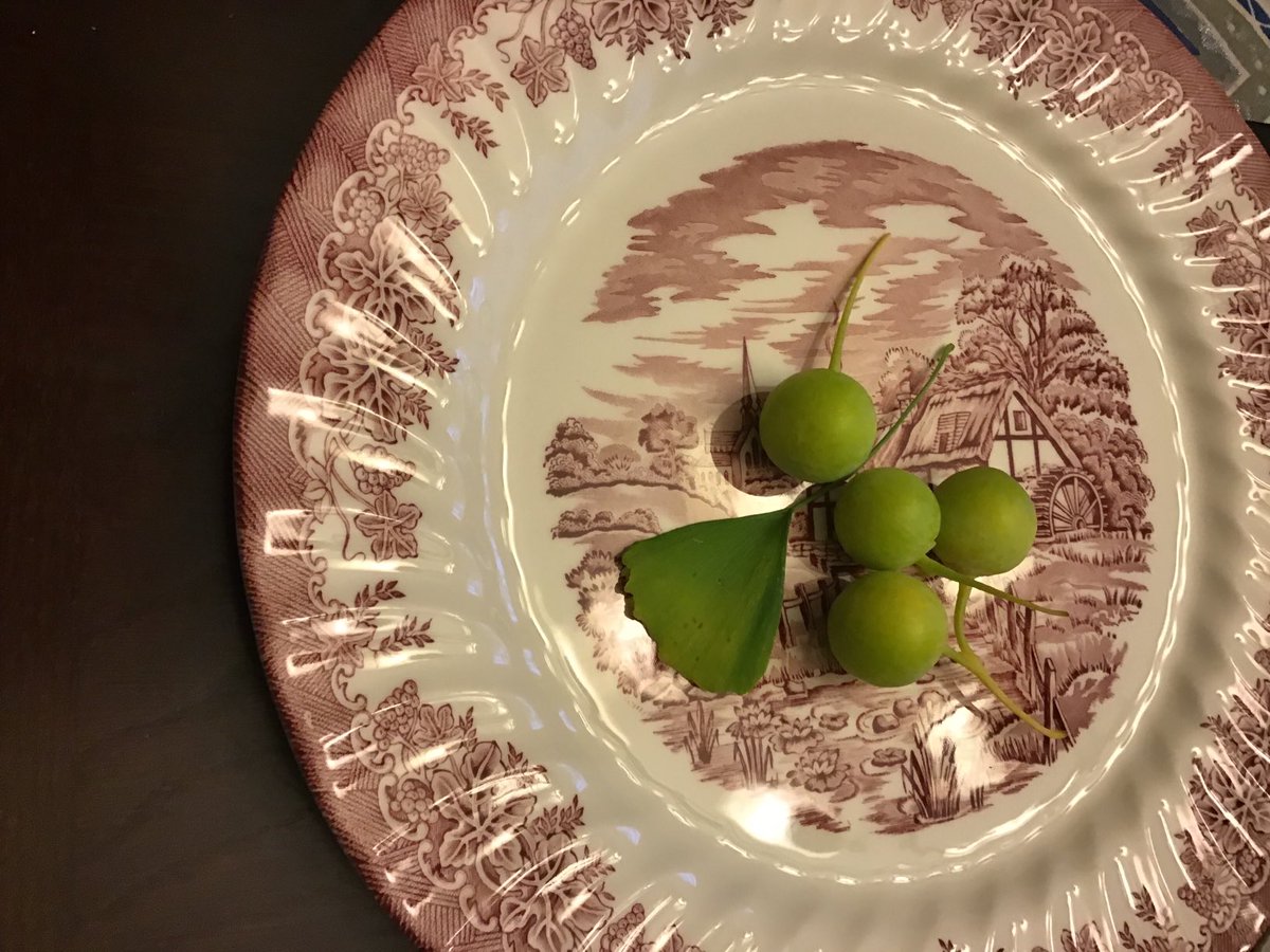 DanagherSN's tweet photo. Some beautiful #ginkgo nuts from our tree in Ottawa (not Korea!) https://t.co/AkqoBbUMya
