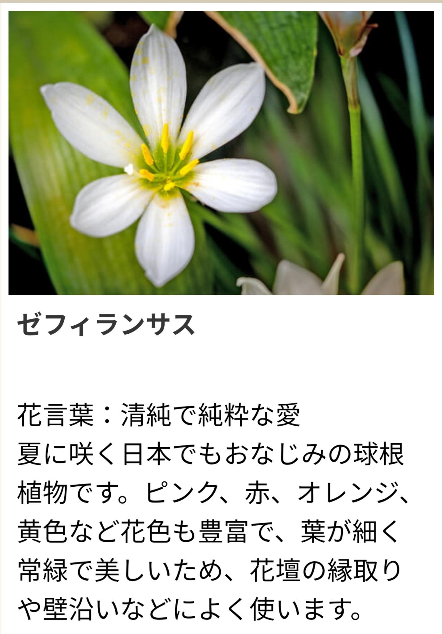 O Xrhsths 紫苑 Sto Twitter 9月30日 誕生花ーゼフィランサス 花言葉ー清純で純粋な愛 T Co Rqaq7rpjdk Twitter