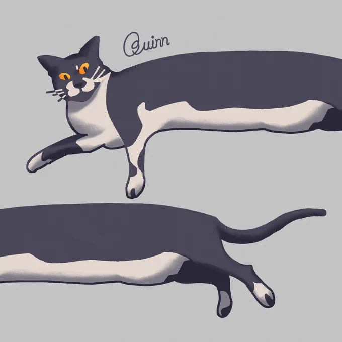  a cat can be whatever shape she wants 