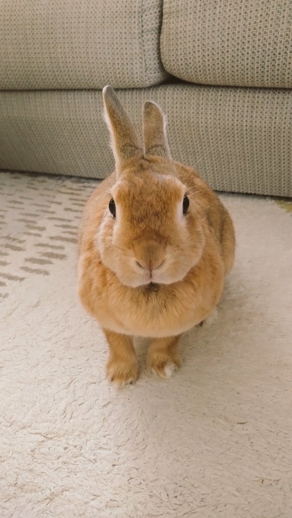 undundo's tweet photo. なにか訴えかけてる顔🐰
おやつでもほしいのかな？

#うさぎ #ネザーランドドワーフ #うさぎのいる暮らし #うさぎのいる暮らし https://t.co/pAzmDKzyRt