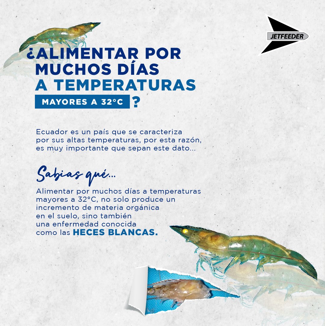 jetfeeder's tweet photo. ¿Sabías qué alimentar a tus camarones a temperaturas altas puede conllevar consecuencias negativas en los mismos?🦐🆘

Revisa este post y entérate de más👉🏼

#Alimentacion #altastemperaturas #influencia  #enfermedad #supervivencia #tasadesupervivencia #informacion #datos #ecuador https://t.co/vBdcGKt00I