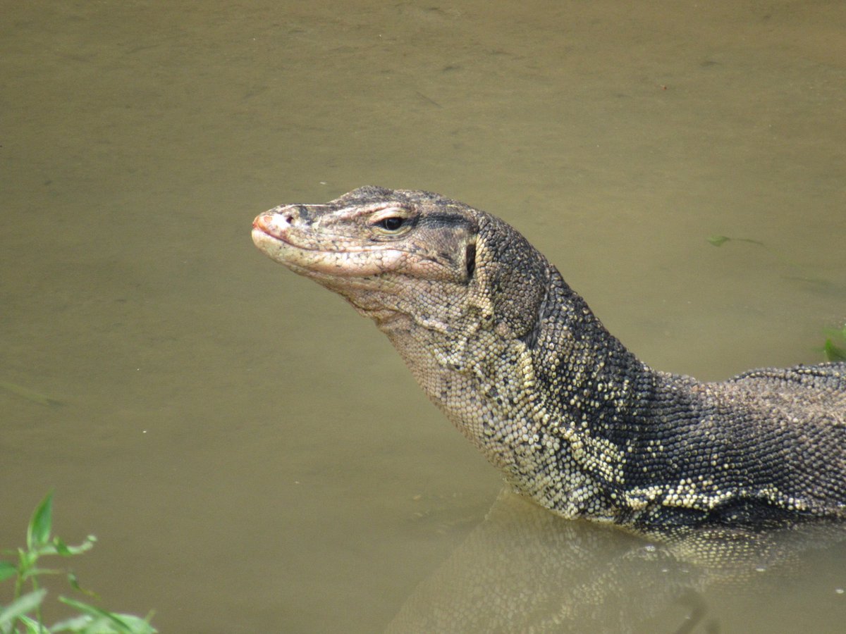 WildUK1's tweet photo. A close-up of an Asian Water Monitor Lizard in the Kinta River, Ipoh, Malaysia #WaterMonitorLizard #Lizard #reptile #dinosaurs #wildlife #nature #rivers #Malaysia https://t.co/jcZSQBnMMd