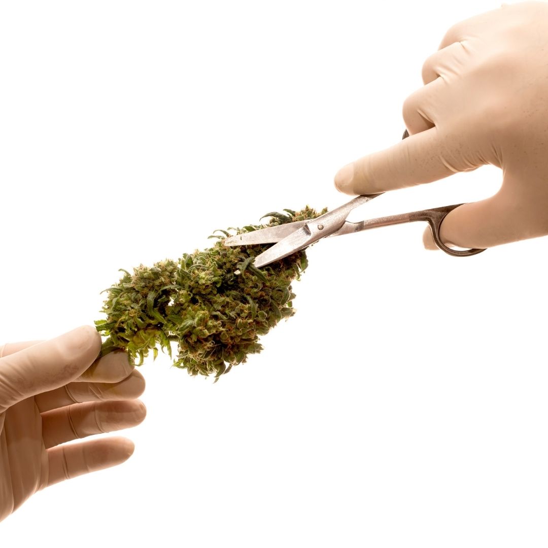 It's that time of year! Make sure all the hard work you put in doesn't get ruined right before it pays off. Mold can take hold of plants at any point while growing, drying, and storing.