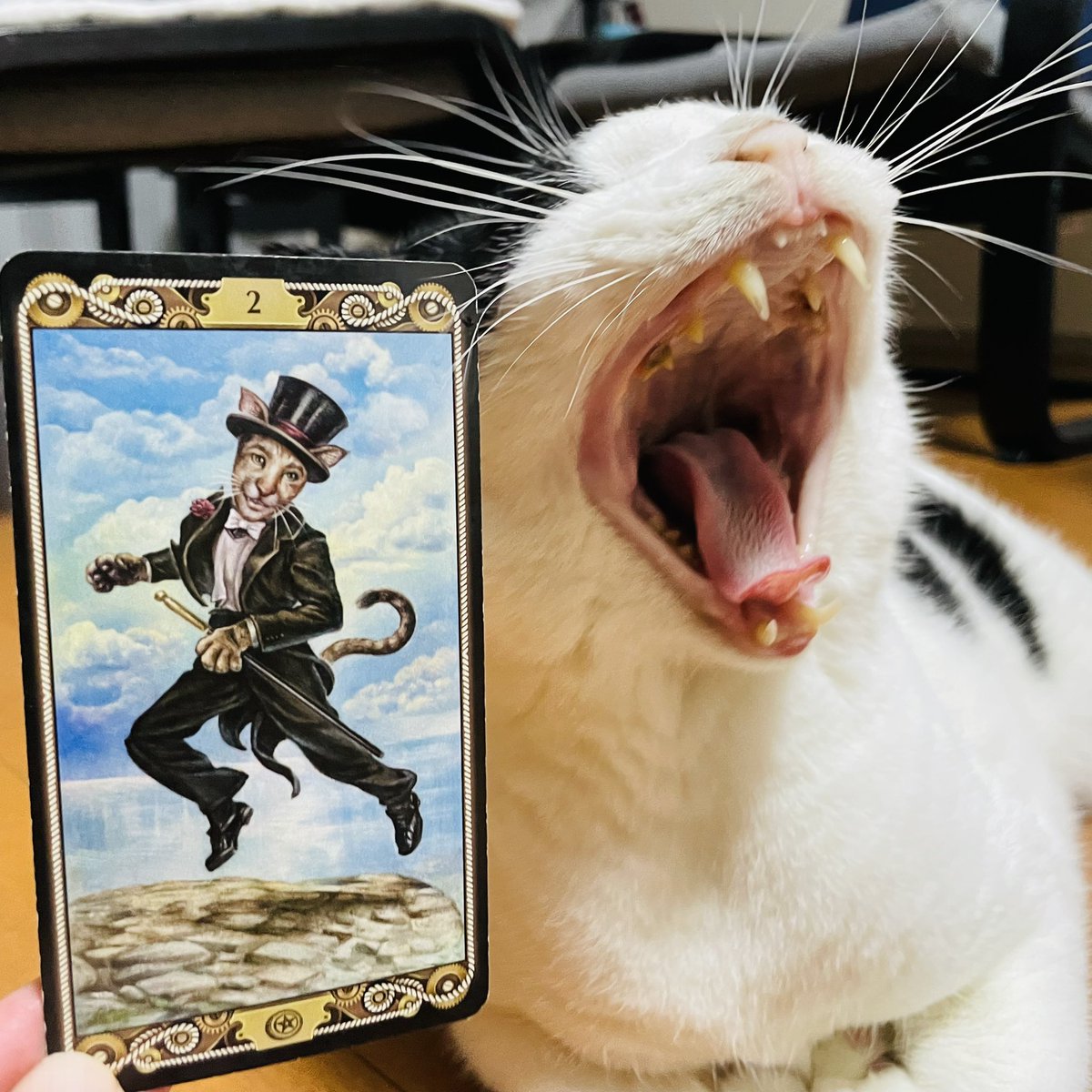 oraclerinko's tweet photo. 9/30楽しめる日🎶忙しくても、めんどくさいことでも楽しんでマルチタスクで対応できます👍合間に自分の好きなことをする余裕もあり、状況にうまく対応できるでしょう✨今日は何事も気楽に、その瞬間を大切にしましょう🤗 #2ofPENTACLES #ｷﾘｯﾆｬ #デイリータロット #CATTAROT #dailytarot #猫 #cat https://t.co/SAZ48LHlEv