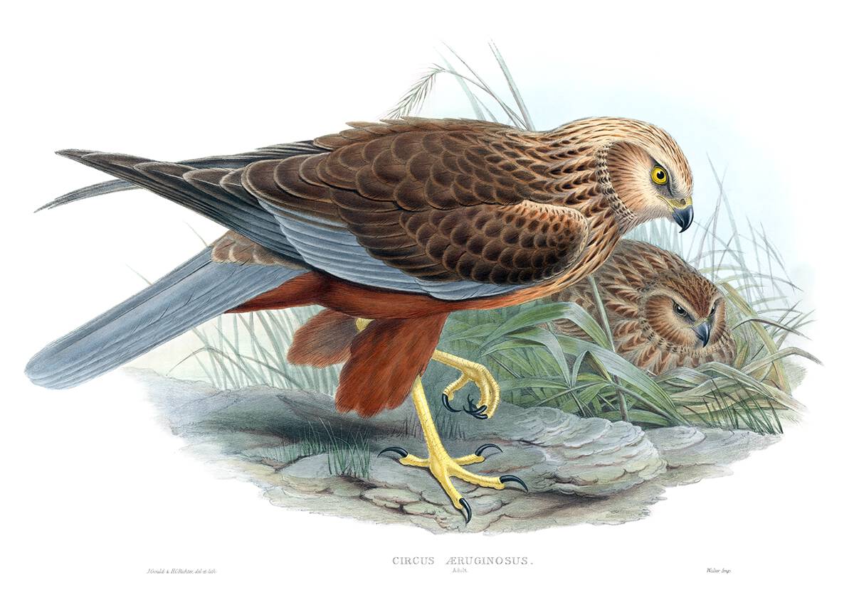 Western marsh harrier. John Gould &amp; H. C. Richter, from The Birds of Great Britain, vol. 1 by John Gould, London, 1873 oldbookillustrations.com/illustrations/…