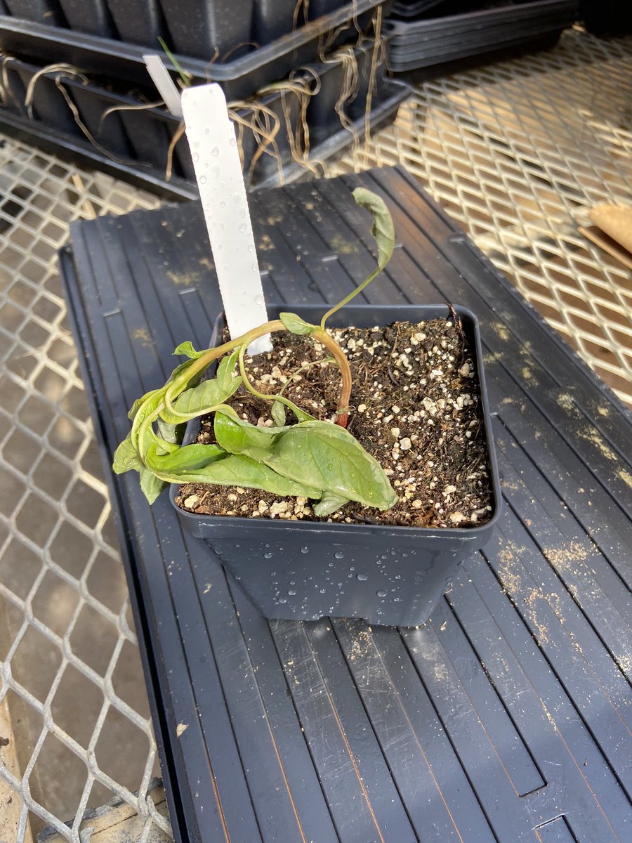 Caio Brunharo tweet media